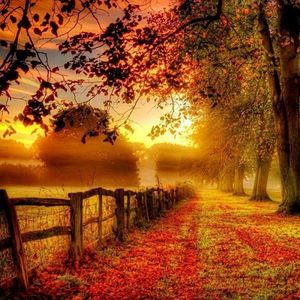 Meet your Posher, Robin